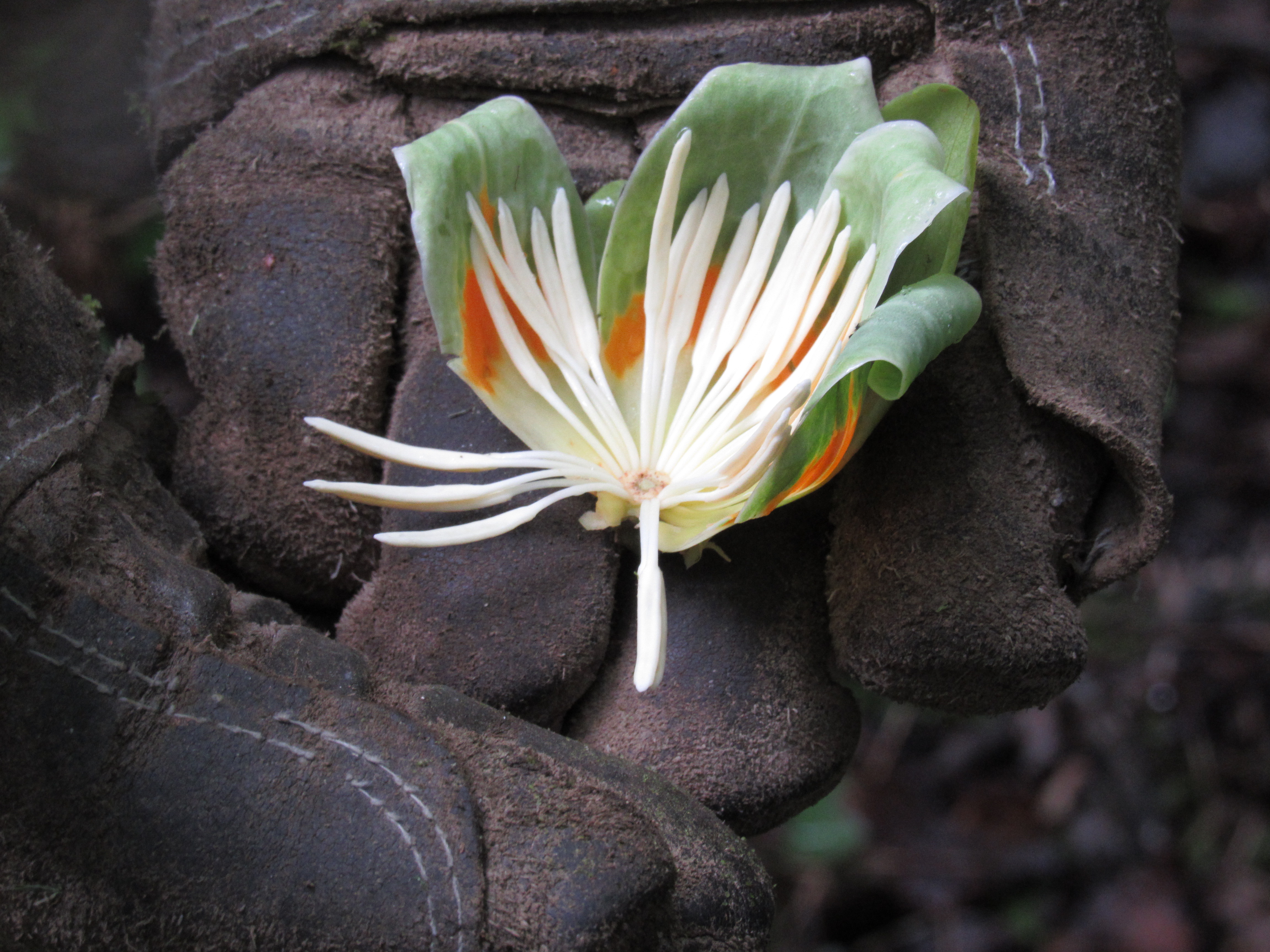 Sweet flower in rough pair of gloves